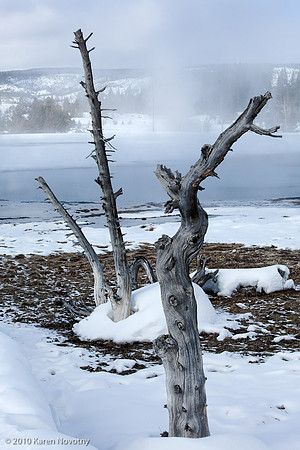 Yellowstone_2009Feb12-6077WK
