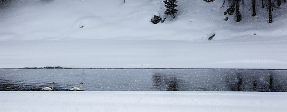 Yellowstone_2009Feb11-5881