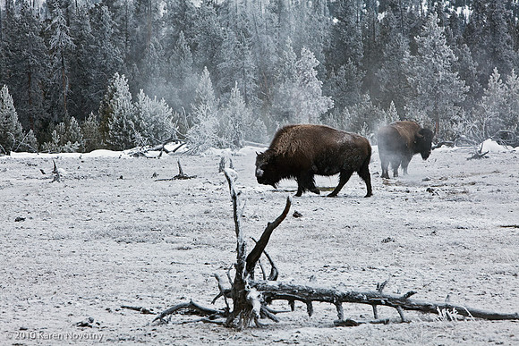 Yellowstone_2009Feb11-5836WK